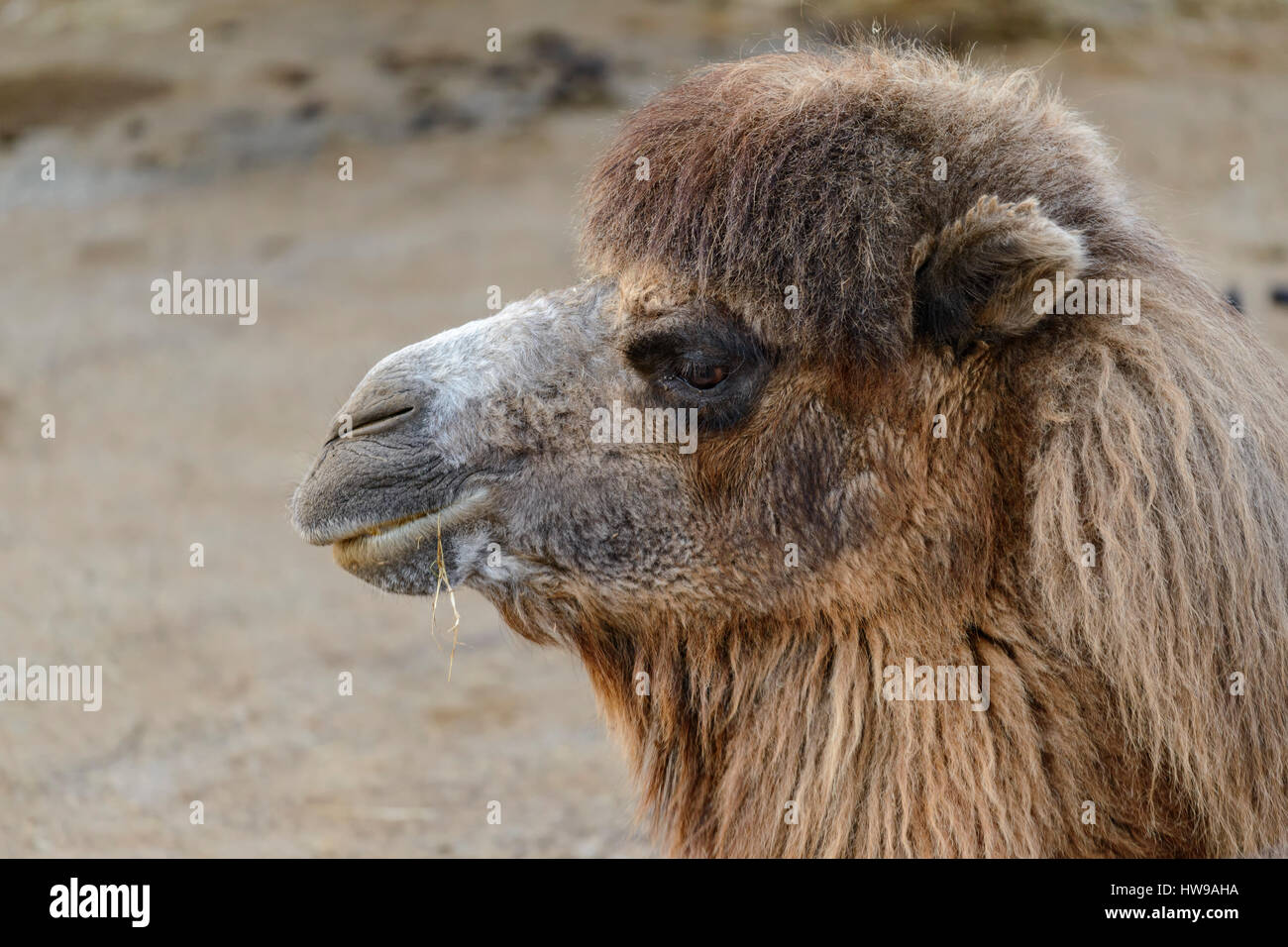 Camel, animal in the Parque de la Naturaleza de Cabarceno, Cantabria ...