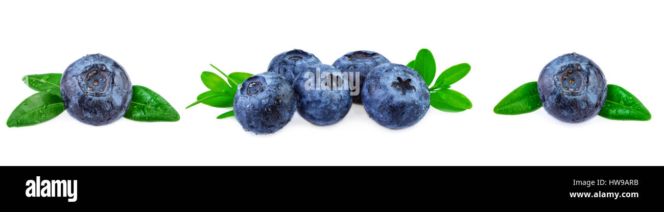 Blueeberries banner. Fresh blueberries with leaves in row on white background Stock Photo