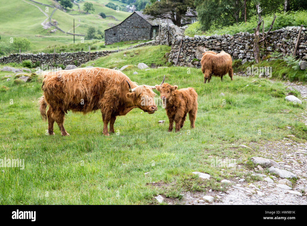 highland cow and calf Stock Photo - Alamy