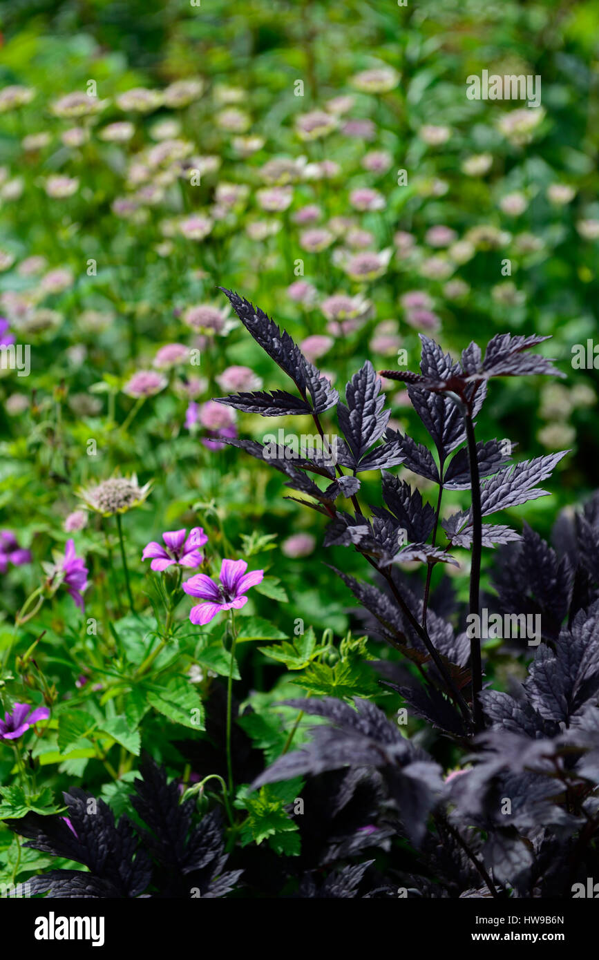 Actaea racemosa, black snakeroot,Cimicifuga racemosa, black, dark, foliage, leaves, pink, geranium, mix, mixed, perennial, combination, RM Floral Stock Photo