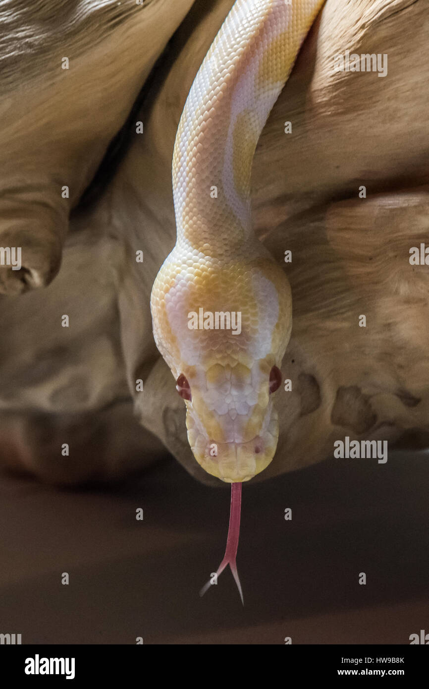 Albino Royal Python in centre frame on a log with tongue extended Stock Photo