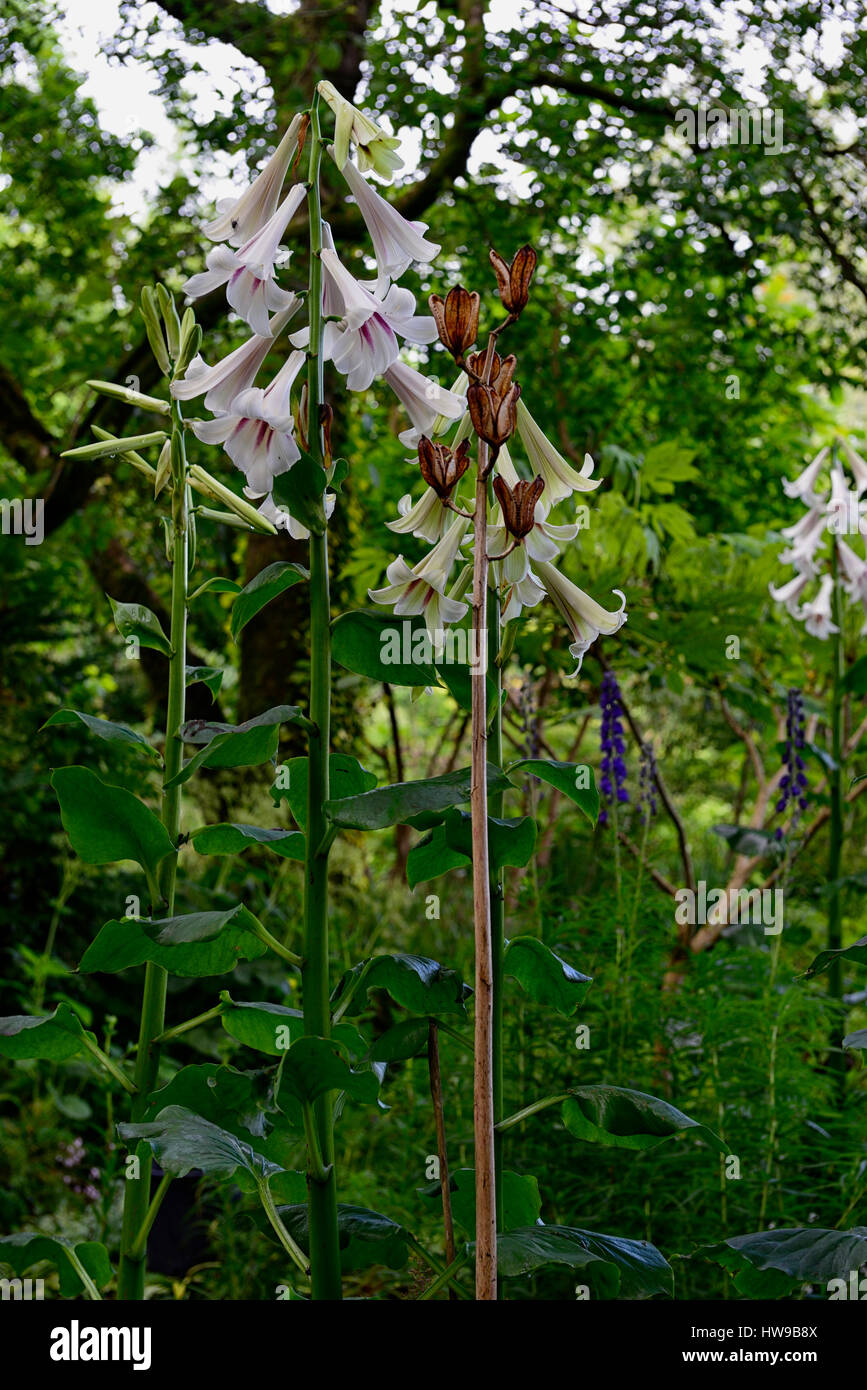Semi Di Cardiocrinum Giganteum - Giglio Gigante Himalayano Da Yunnan - 10 Pezzi
