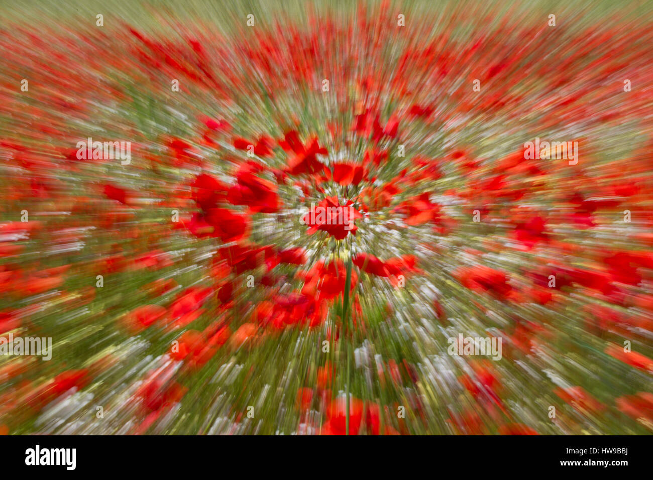 Field of wildflowers abstract hi-res stock photography and images - Alamy