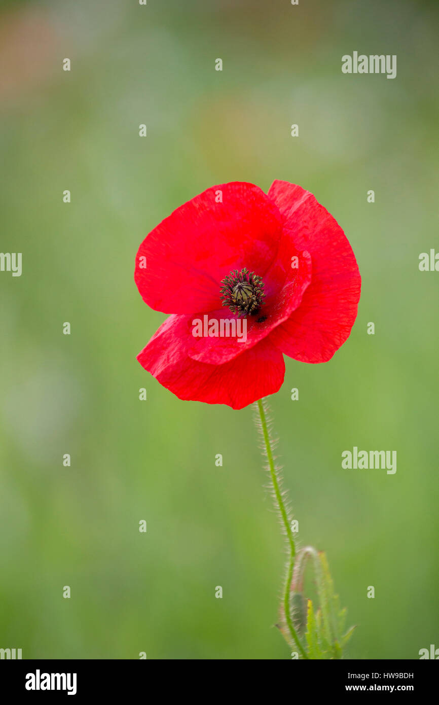 Portrait of single Common Red Poppy, Papaver rhoeas, in flower, Worcestershire, UK Stock Photo
