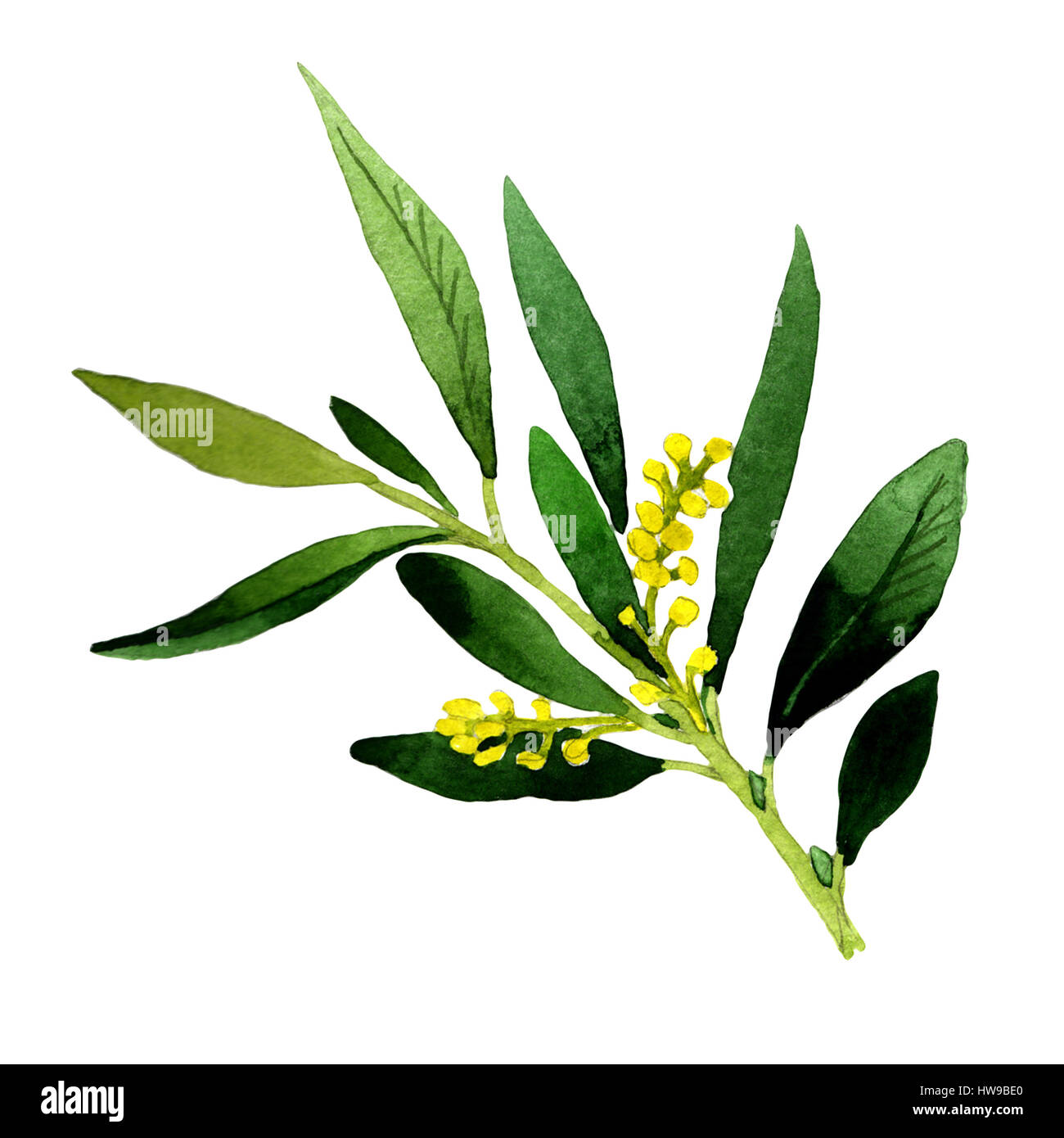 Olive tree in a watercolor style isolated Stock Photo - Alamy