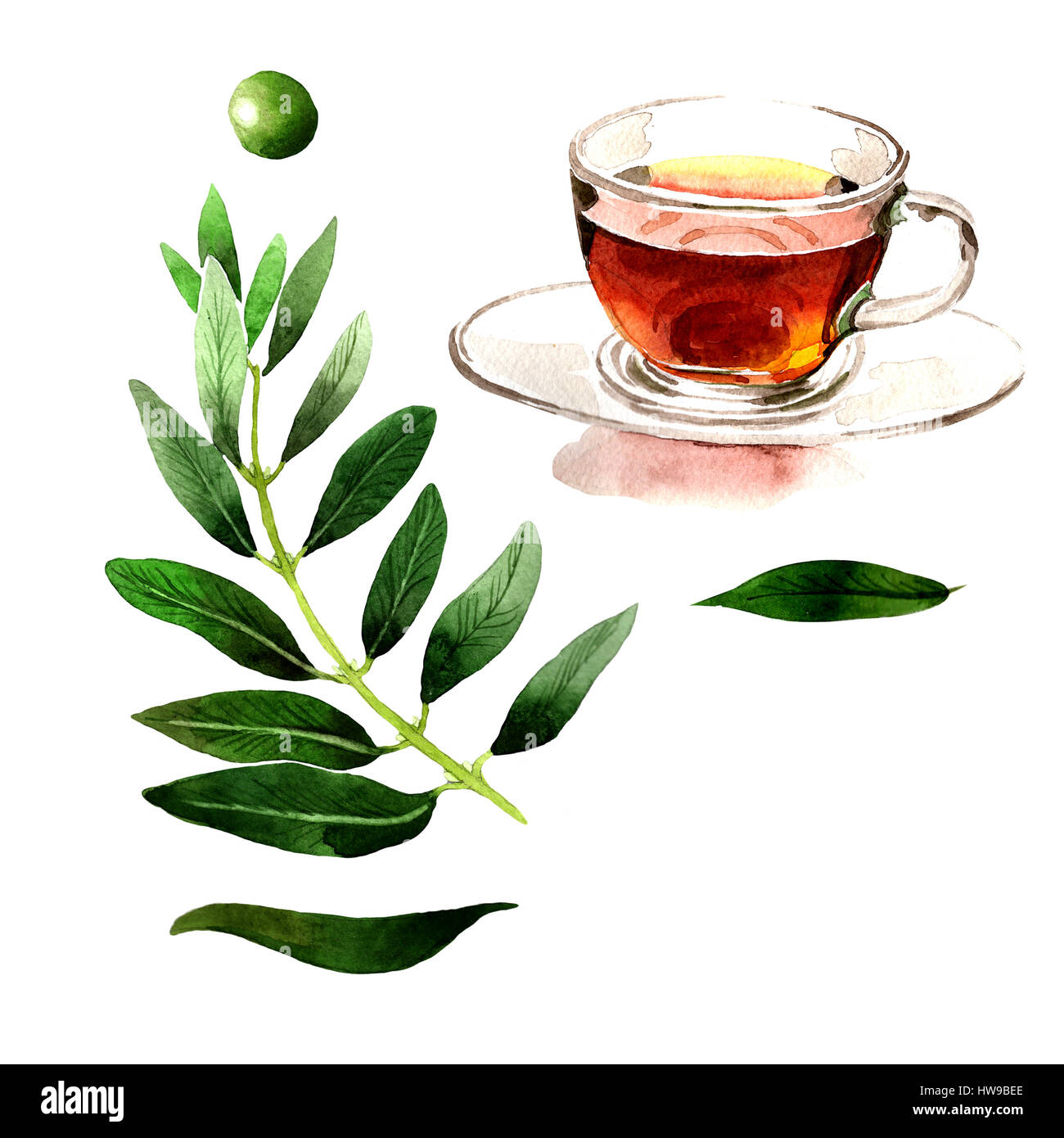 Olive tree in a watercolor style isolated Stock Photo - Alamy