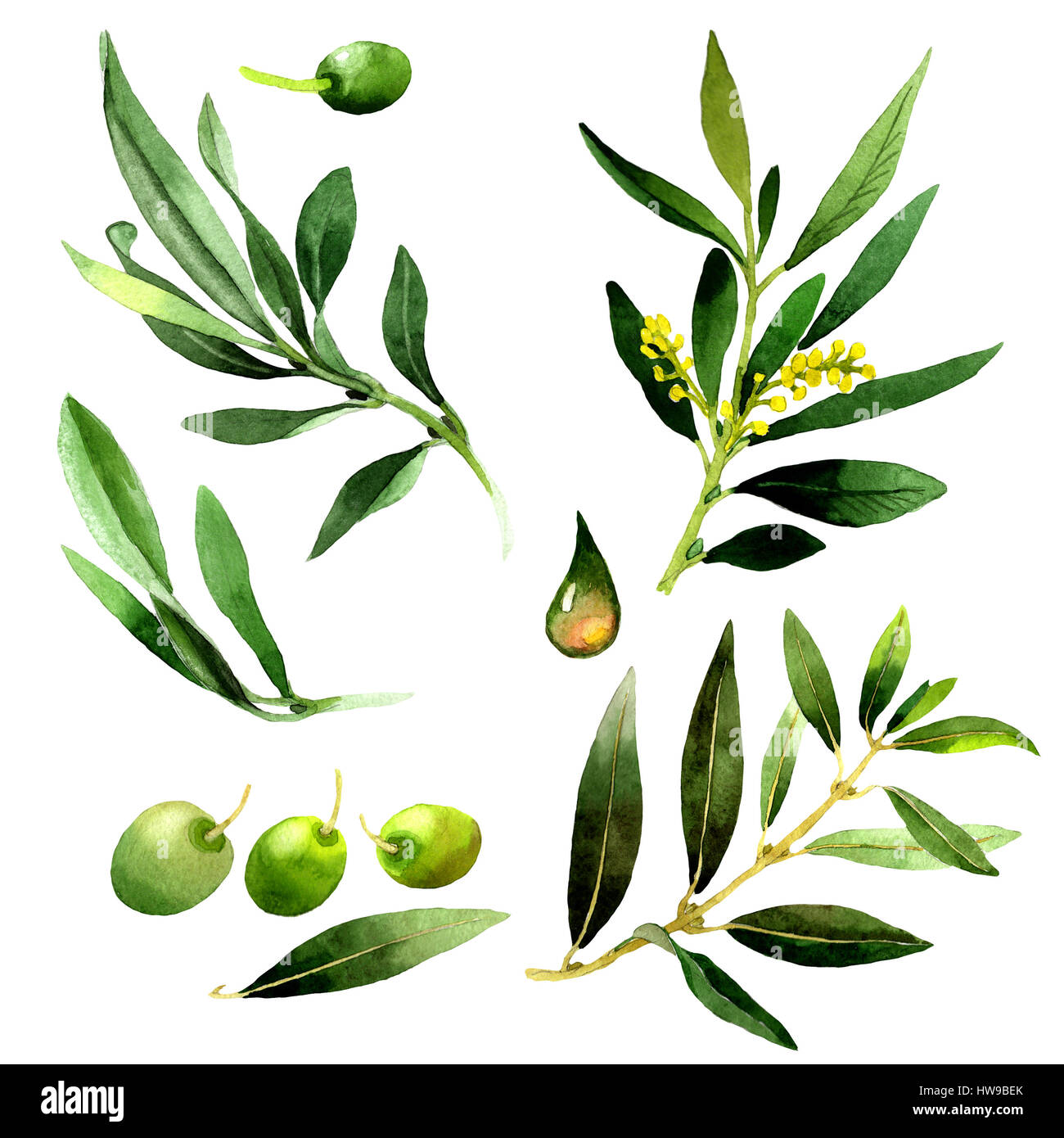 Olive tree in a watercolor style isolated Stock Photo - Alamy