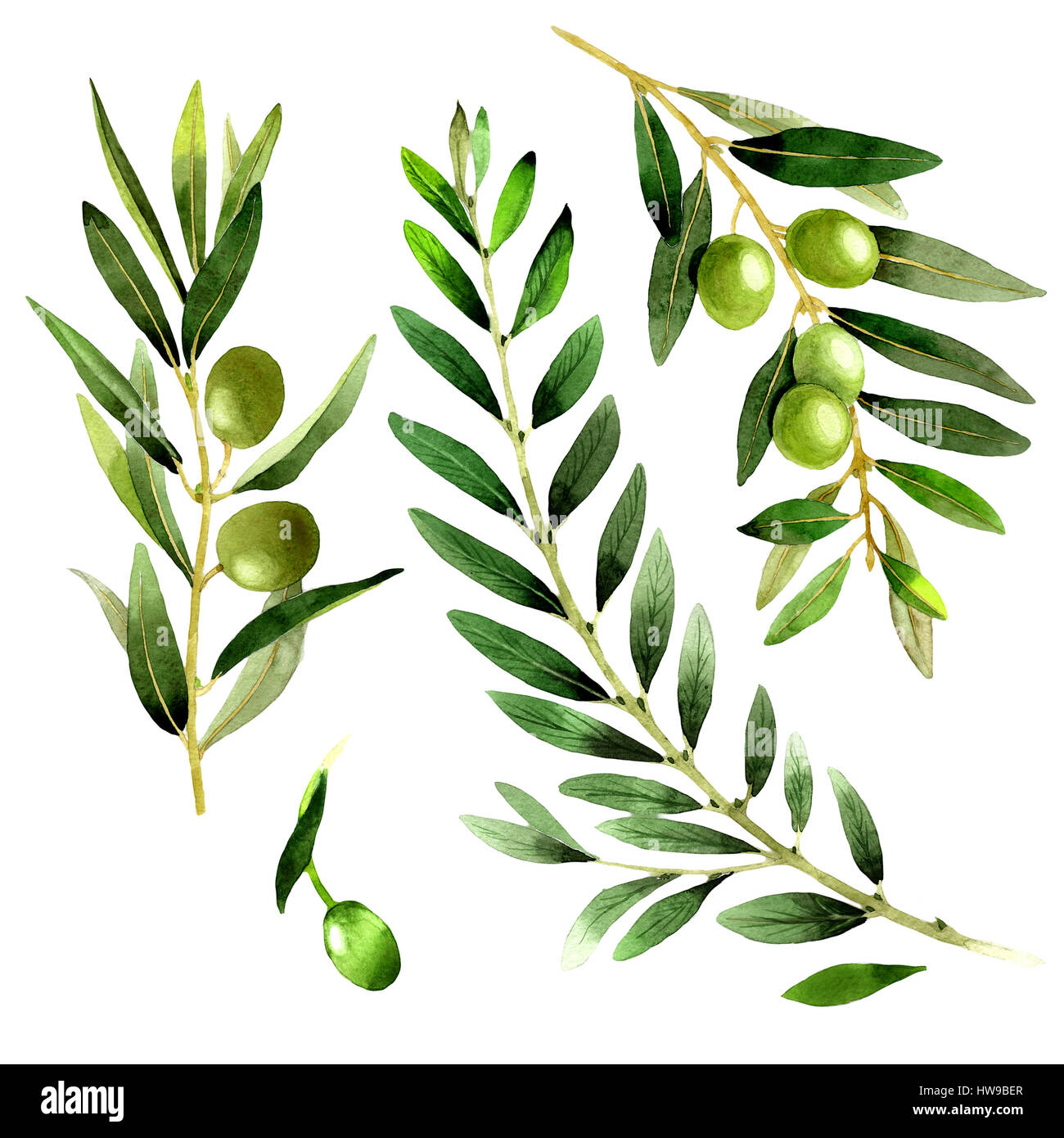 Olive tree in a watercolor style isolated Stock Photo - Alamy