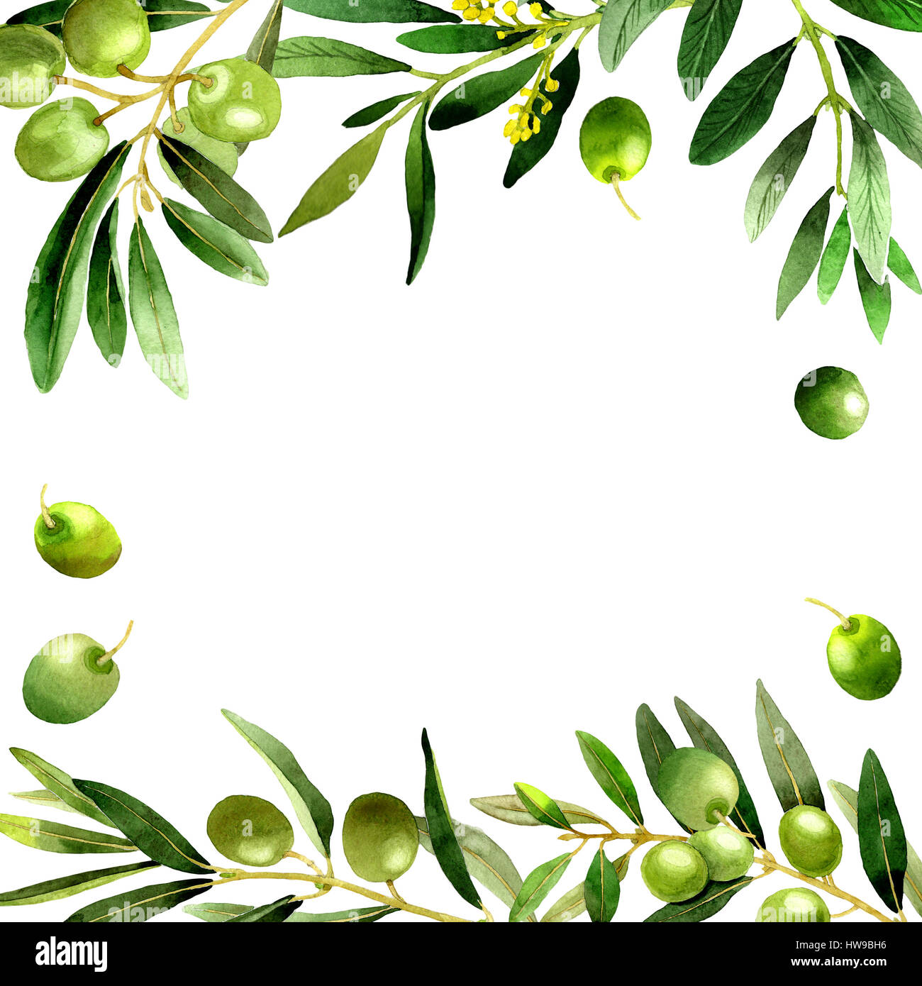 Olive tree frame in a watercolor style isolated Stock Photo - Alamy