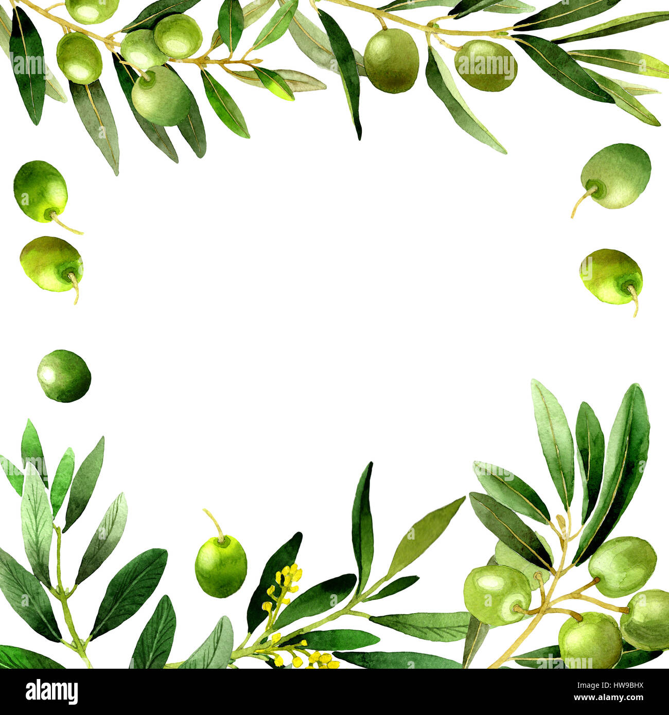Olive tree frame in a watercolor style isolated Stock Photo - Alamy