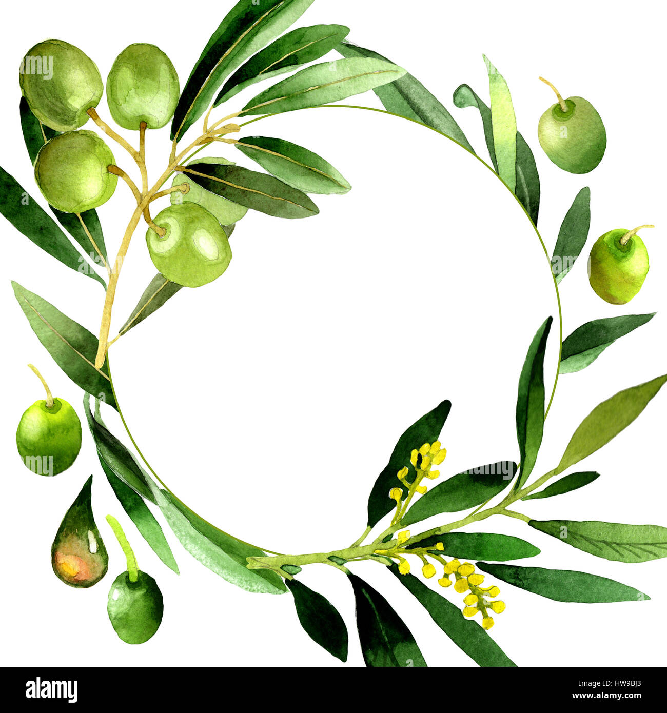 Olive tree wreath in a watercolor style isolated Stock Photo - Alamy