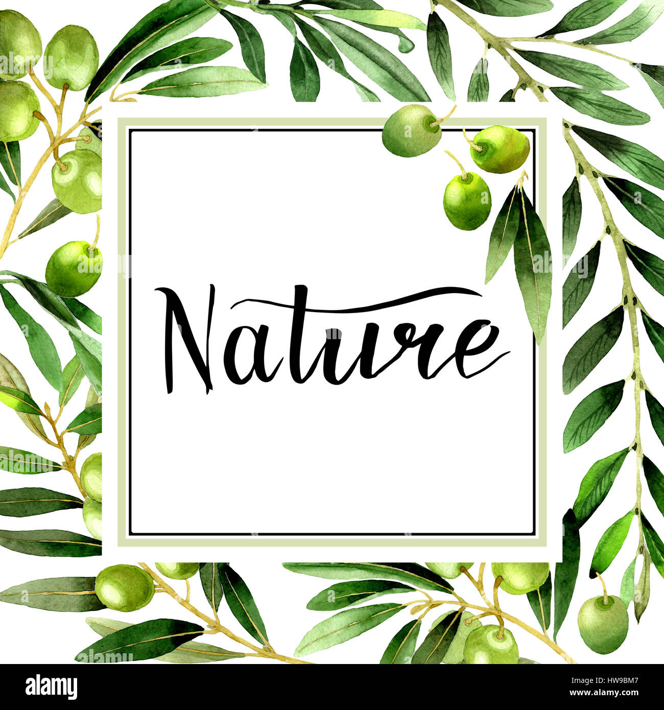Olive tree frame in a watercolor style isolated Stock Photo - Alamy
