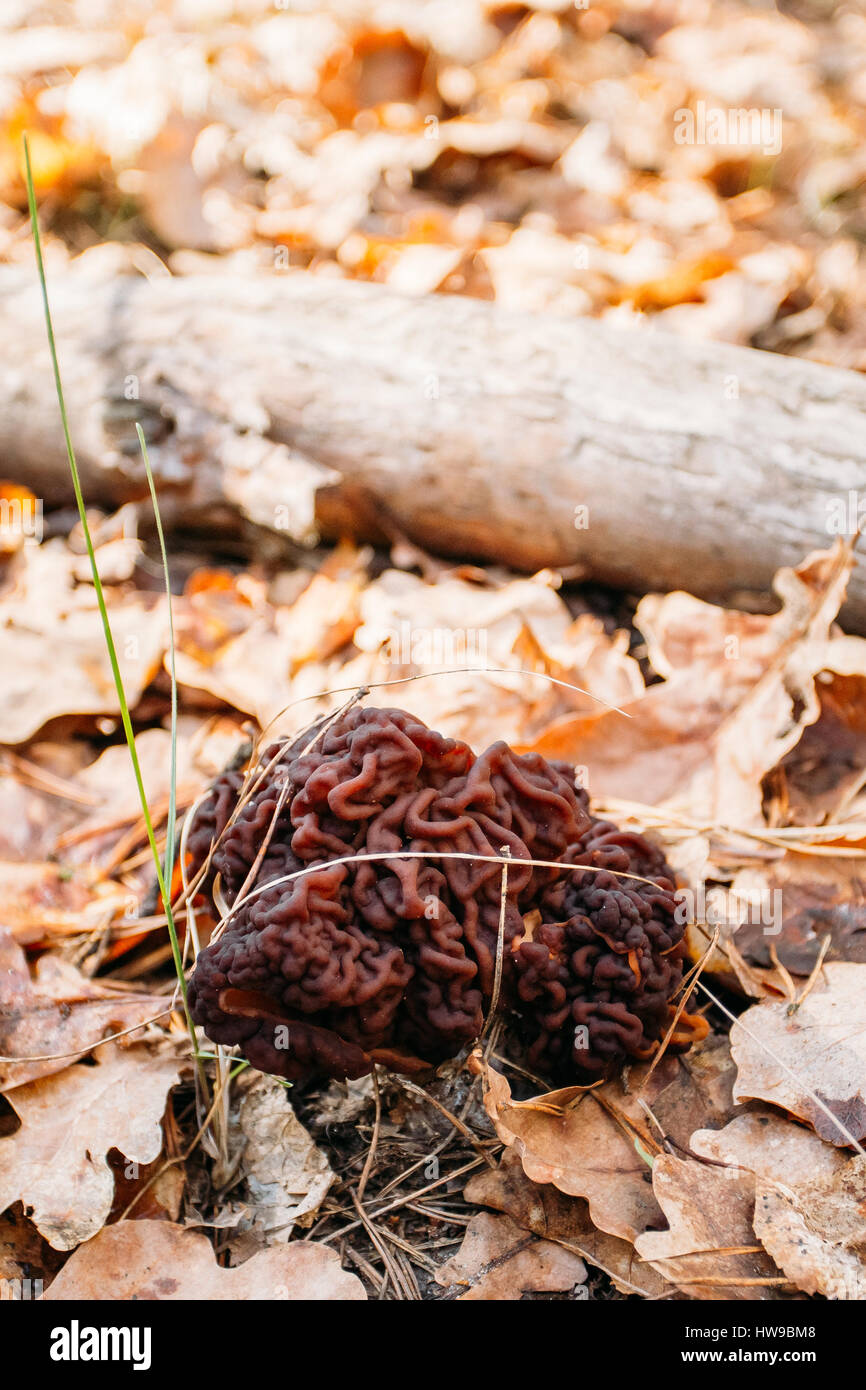 False morel Gyromitra mushroom growing in a Belarusian forest. Gyromitra is a genus of ascomycete mushrooms found in the northern hemisphere. Conditio Stock Photo