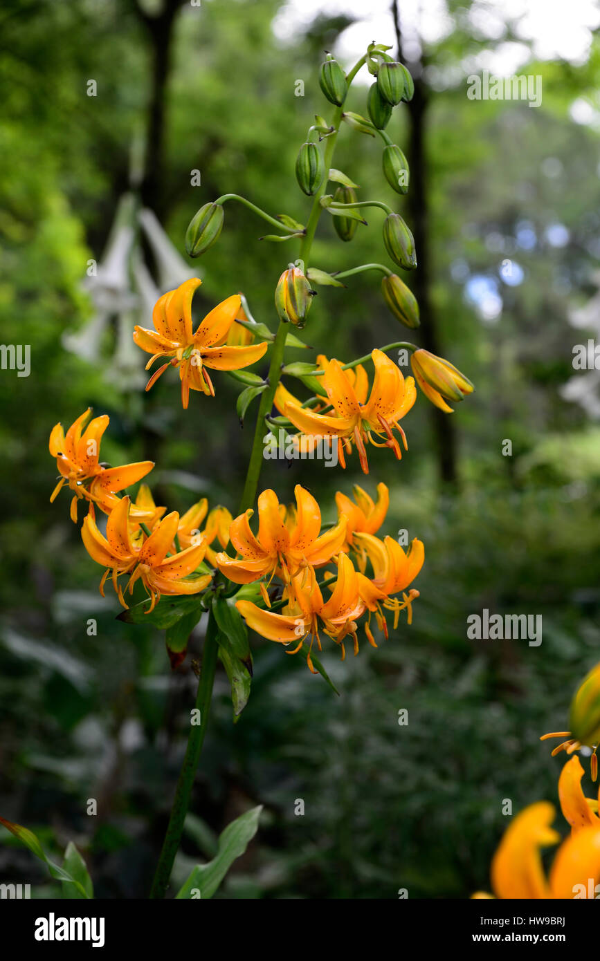 Ilium Stock Photos & Ilium Stock Images - Alamy