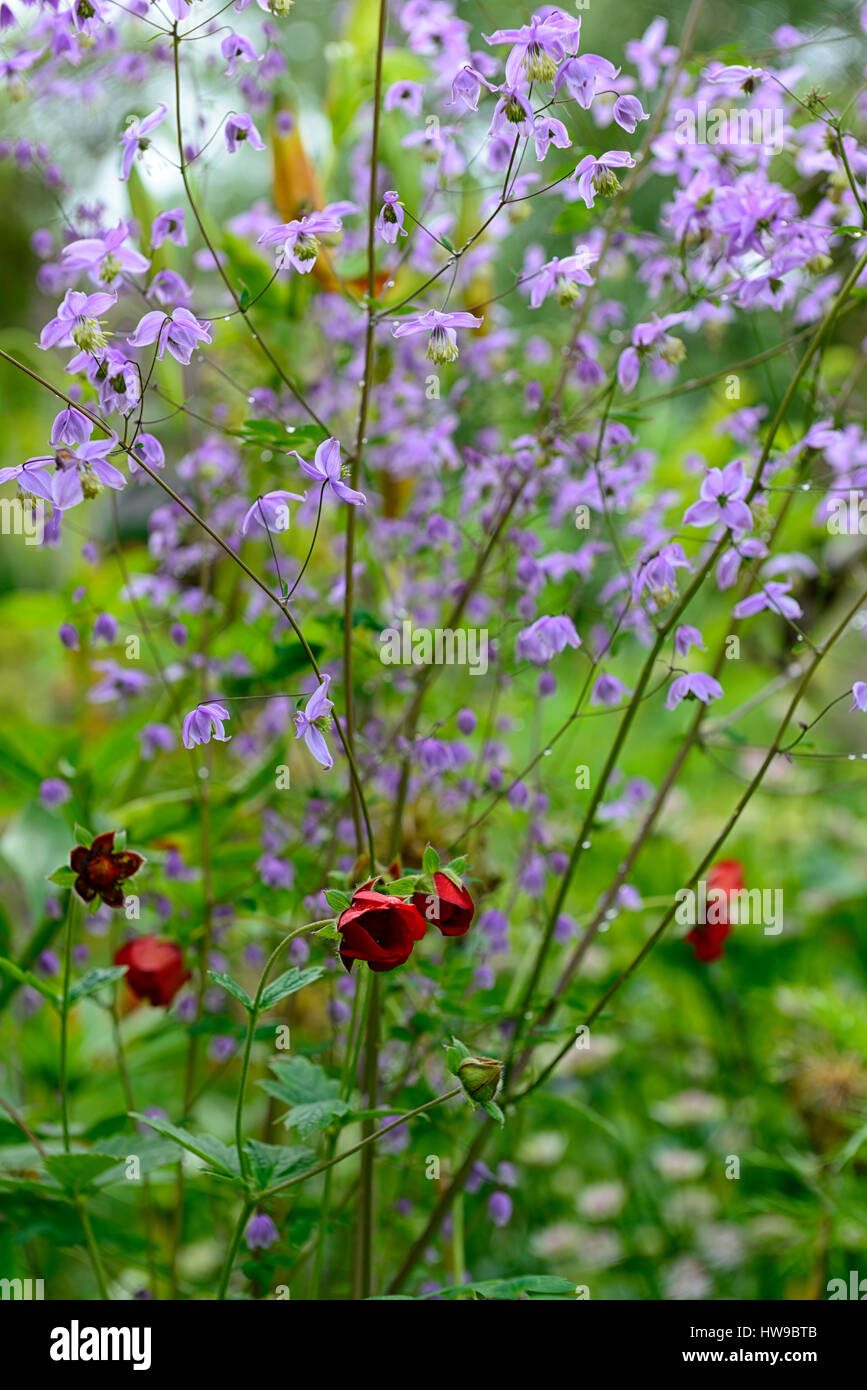 Potentilla x cultorum Volcan, Thalictrum delavayi decorum, purple, lilac, red, flowers, flower, flowering, mix, mixed, combination, perennial, perenni Stock Photo