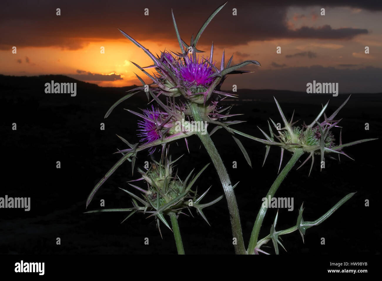 Thorn flowers in the sunset Stock Photo