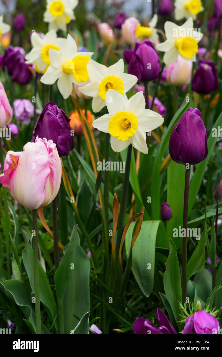 daffodils and tulips Stock Photo - Alamy