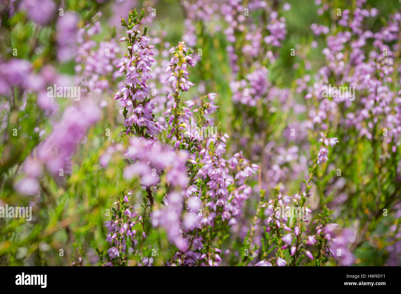 sunny meadow with flowers and green grass in summer at countryside ...