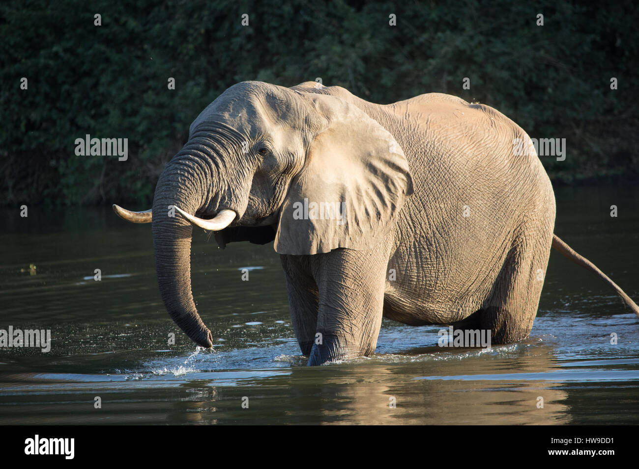 elephant standing in water, zambia Stock Photo - Alamy