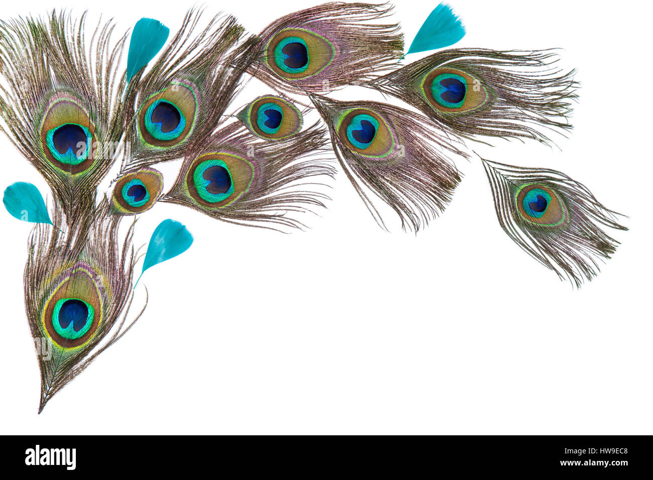 Green peacock feathers on the white background Stock Photo