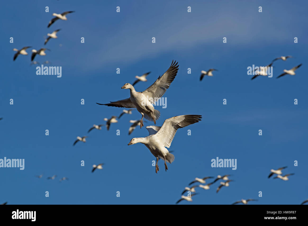 Snow geese in flight during the spring migration at Middle Creek Wildlife Management Area Stock Photo