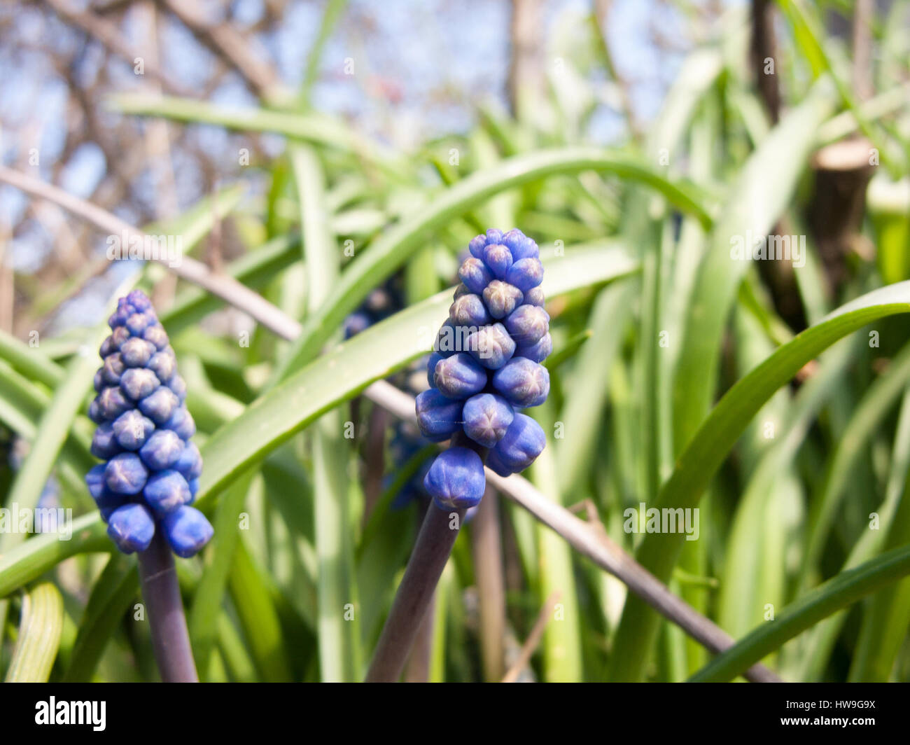 Some stunning blue and bulbeous flowers about to bloom Stock Photo