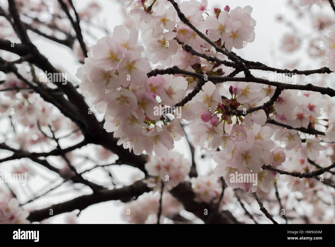 Pink flowers of a cherry tree blooming in springtime in the branches of trees. Stock Photo