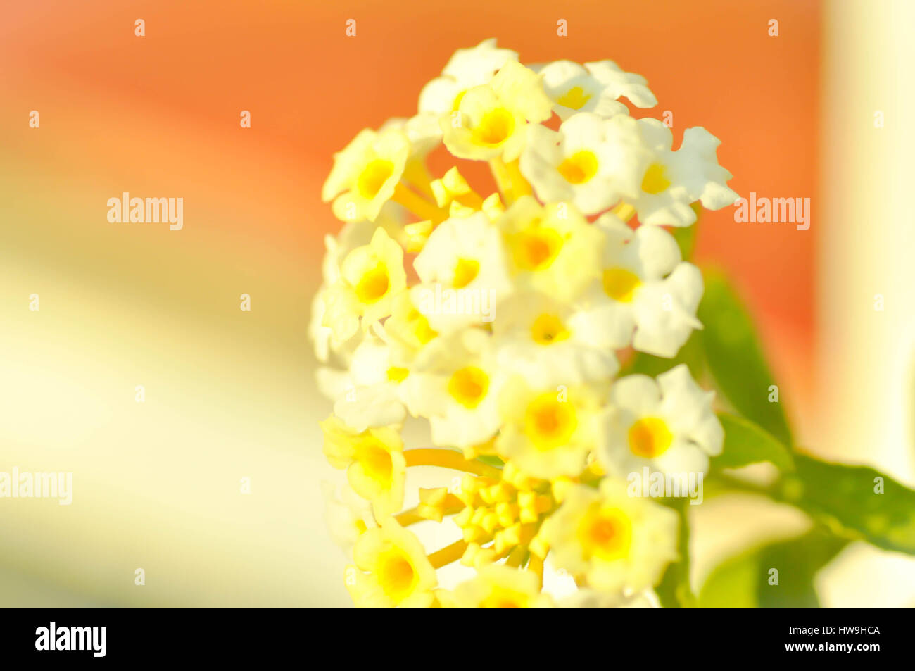 hedge flower or cloth of gold flower (Lantana Camara) Stock Photo