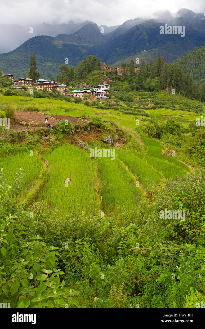 Drukgyel Dzong In Paro Bhutan Stock Photo Alamy