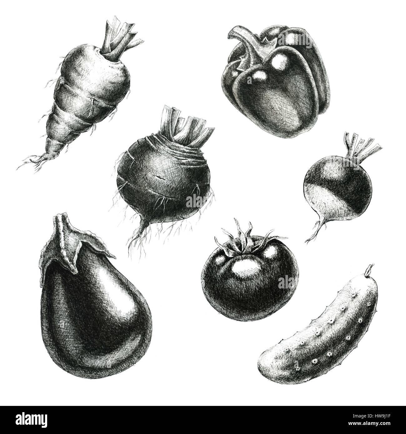 Vegetables. Handdrawn sketches on a white background Stock Photo Alamy