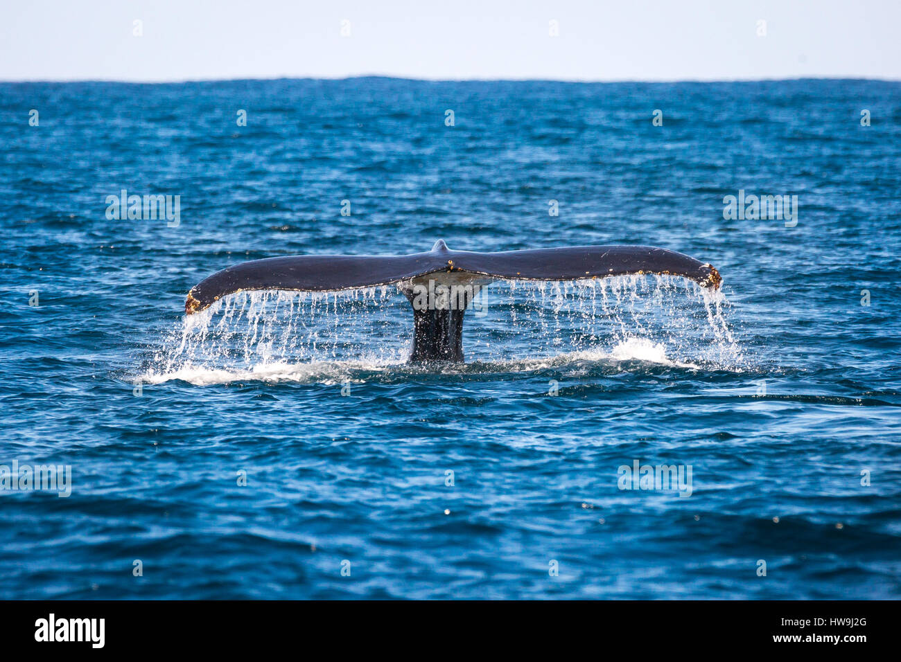 Humpback Whale tail fluke Stock Photo