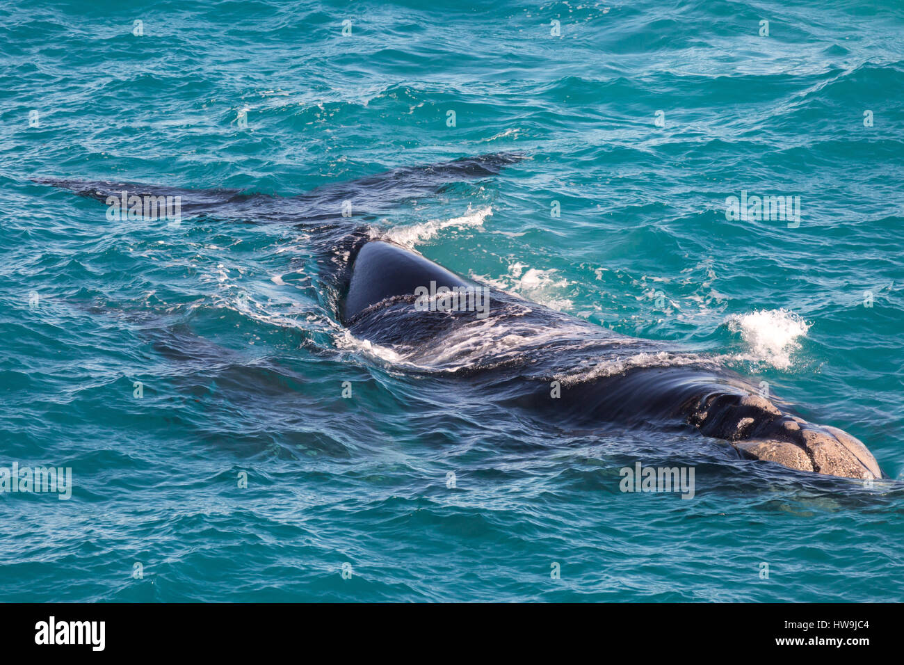 Southern right whale calf hi-res stock photography and images - Alamy