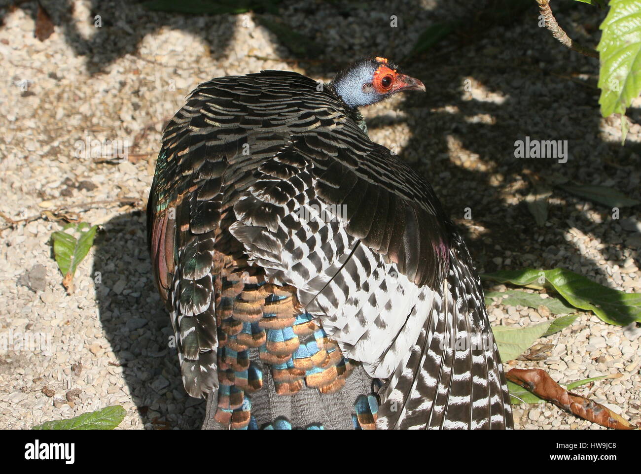 Ocellated turkey (Meleagris ocellata), native to the jungles of the Mexican Yucatán peninsula and Guatemala Stock Photo