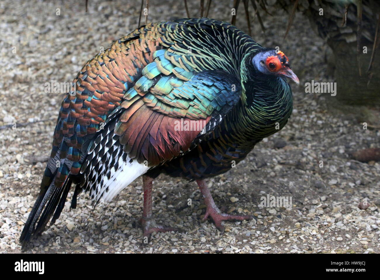Male Ocellated turkey (Meleagris ocellata), native to the jungles of the Mexican Yucatán peninsula and Guatemala Stock Photo