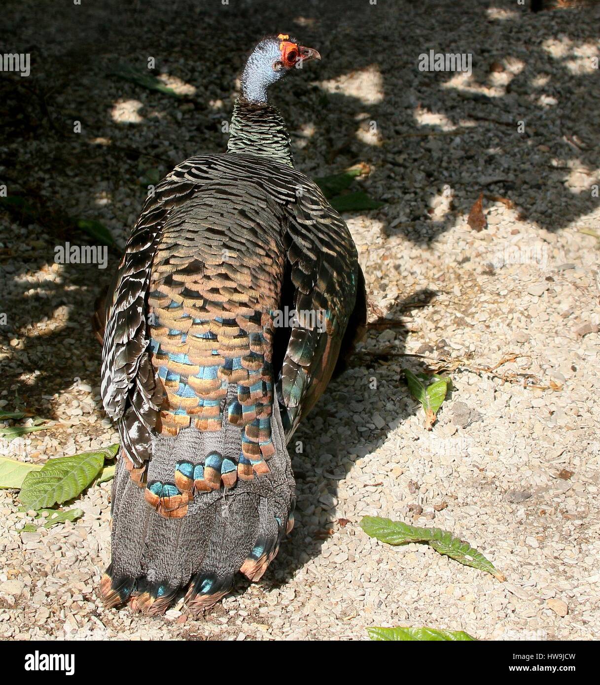 Ocellated turkey (Meleagris ocellata), native to the jungles of the Mexican Yucatán peninsula and Guatemala Stock Photo