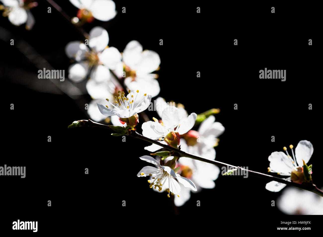 Sunlit Japanese apricot (prunus mume, plum blossoms) flowers against black background. Stock Photo