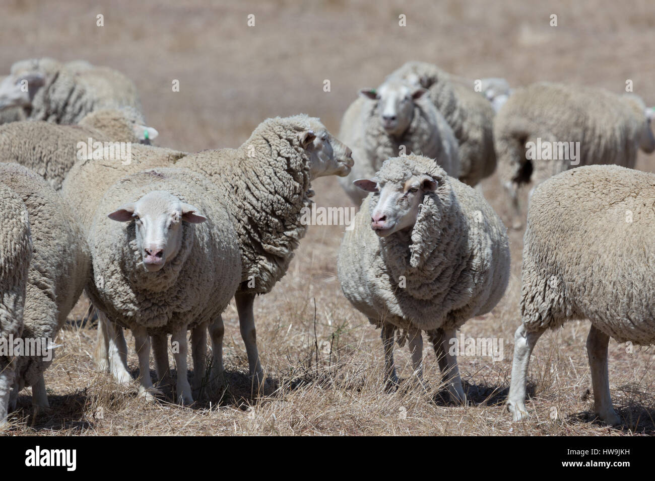 A photograph of some grazing sheep on dry Australian farm in Central NSW. Stock Photo