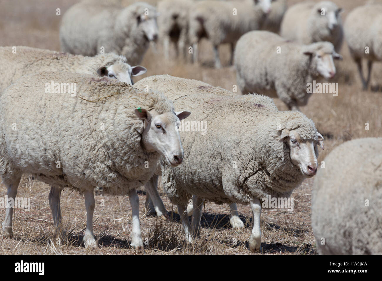 A photograph of some sheep on dry Australian farm in Central NSW Stock