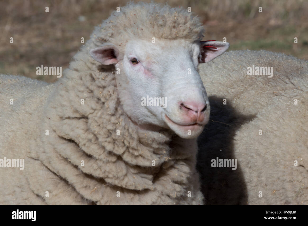 A photograph of a sheep that appears to be happay and smiling on dry Australian farm in Central NSW. Stock Photo