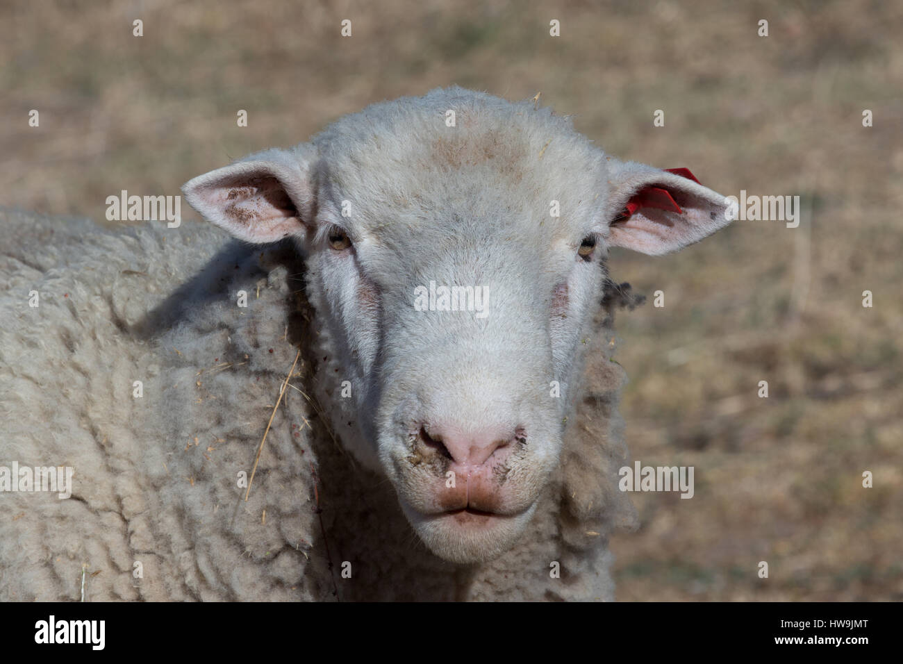 A portrait of a sheep on dry Australian farm in Central NSW. Stock Photo