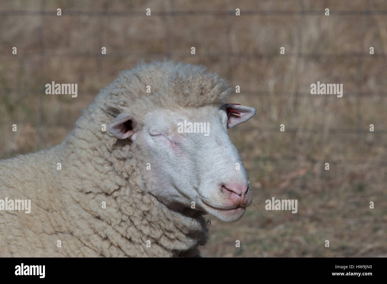 A portrait of a sheep that appears to be smiling and winking to the camera, on dry Australian farm in Central NSW. Stock Photo