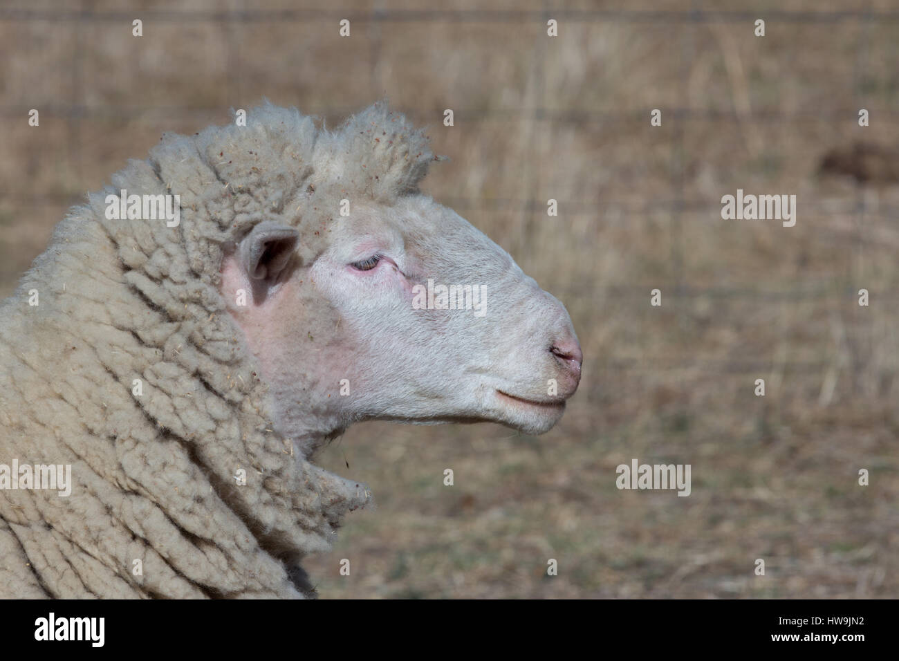 A portrait of an intelligent looking sheep on dry Australian farm in Central NSW. Stock Photo