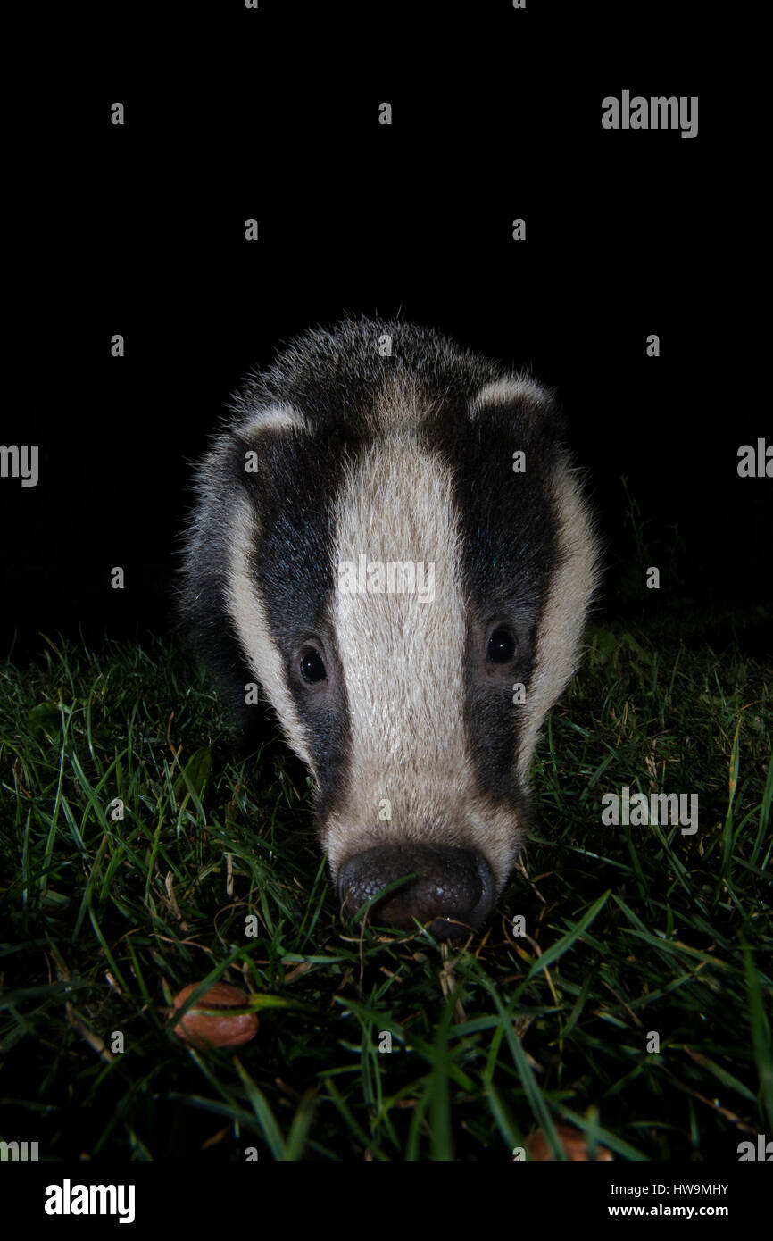 Close up of Eurasian Badger (Meles meles) visiting suburban garden at ...