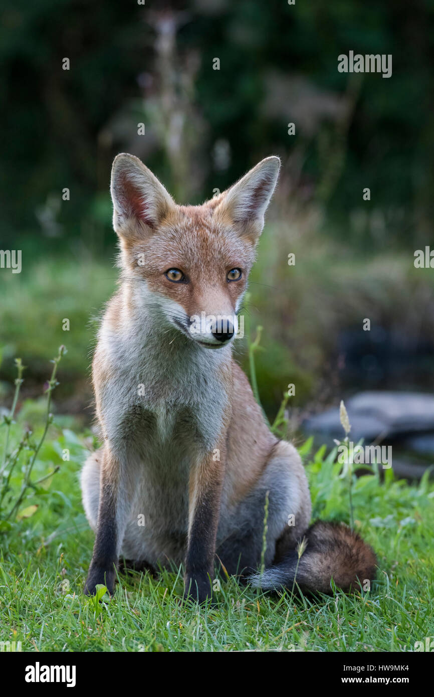 Red Fox Suba Suburban Red Fox High Resolution Stock Photography and Images - Alamy