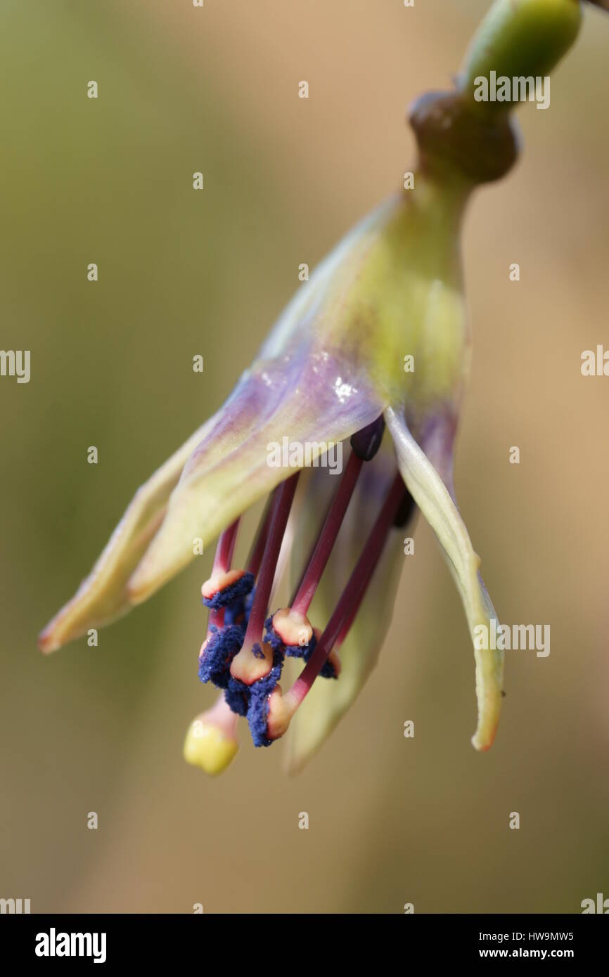 Fuchsia excorticata Stock Photo