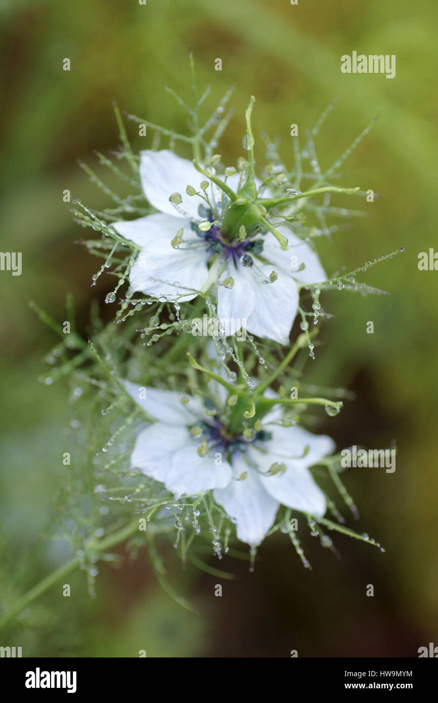 Nigella damascena hires stock photography and images Alamy
