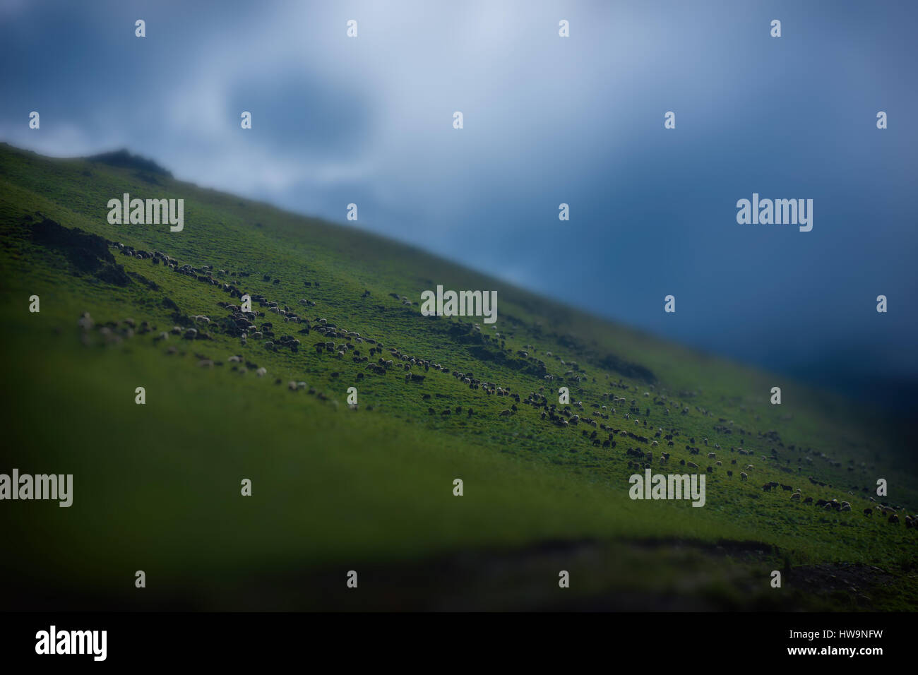 A lot of sheep graze on the slope of a magnificent mountain in the Caucasus Stock Photo