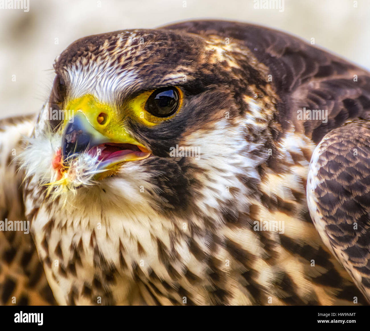 Color head-shot portrait of a white brown hawk while eating Stock Photo