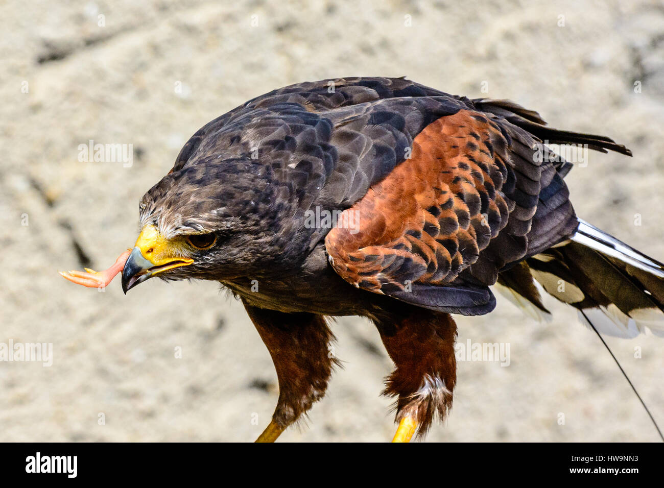 Color falocon portrait of a single isolated red brown black hawk while eating on sandy background Stock Photo