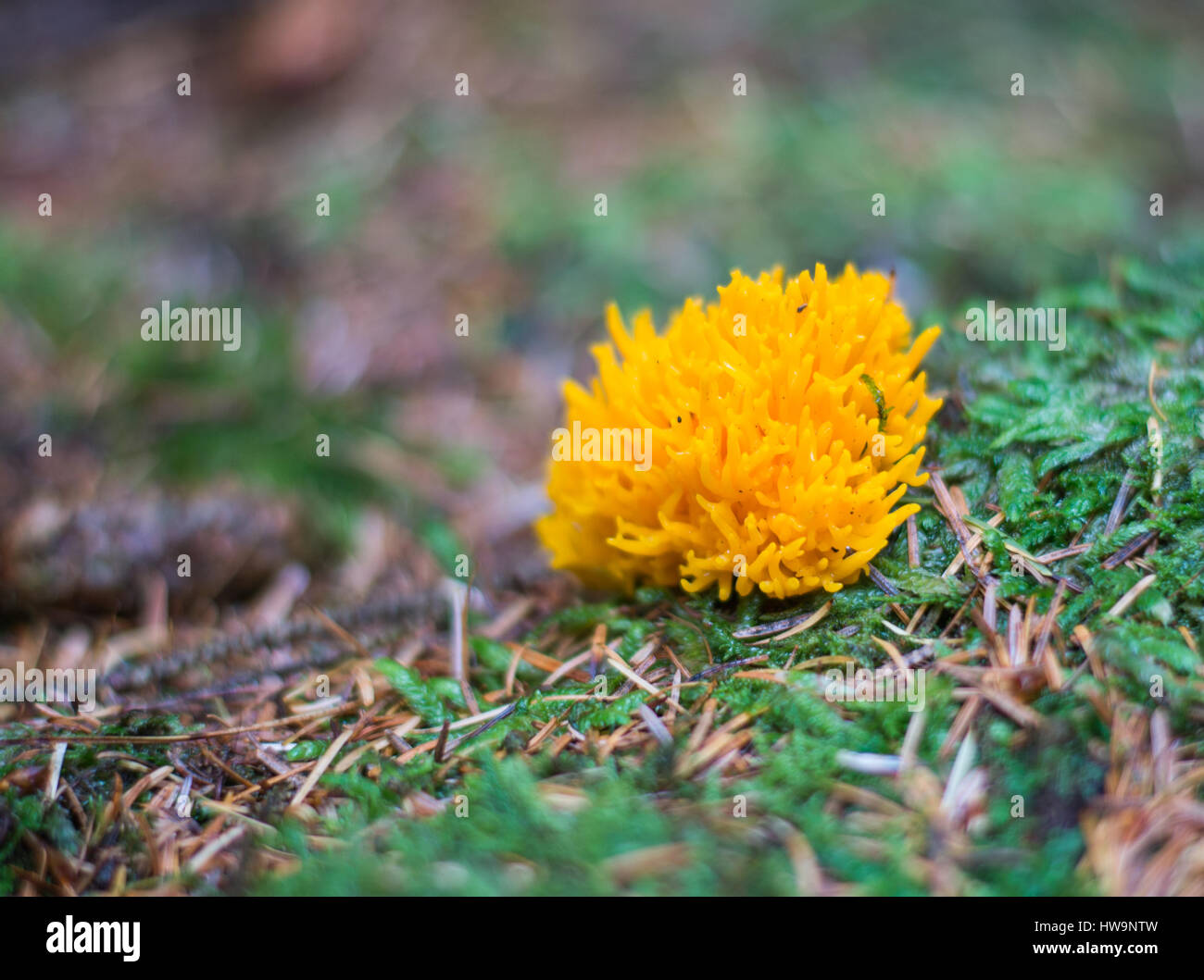 Yellow Stagshorn Fungus in Archallagan Plantation Stock Photo